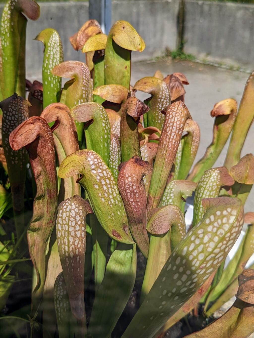 Sarracenia minor leaf