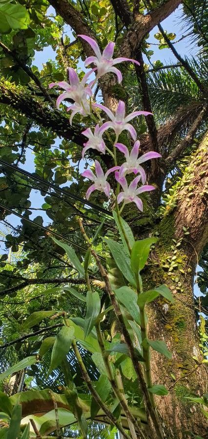 Laelia autumnalis — related species from the same genus