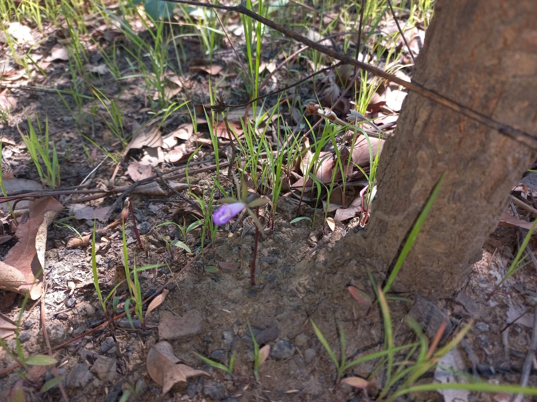Nervilia stolziana flower