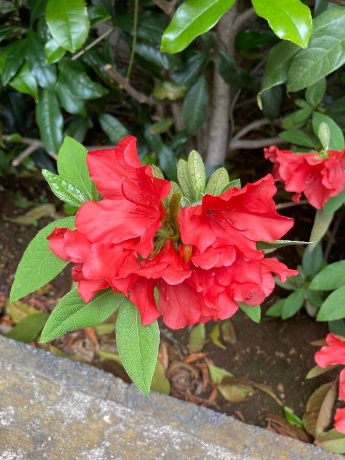 Rhododendron × pulchrum flower