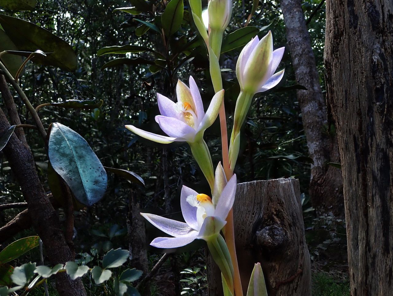 Thelymitra longifolia flower