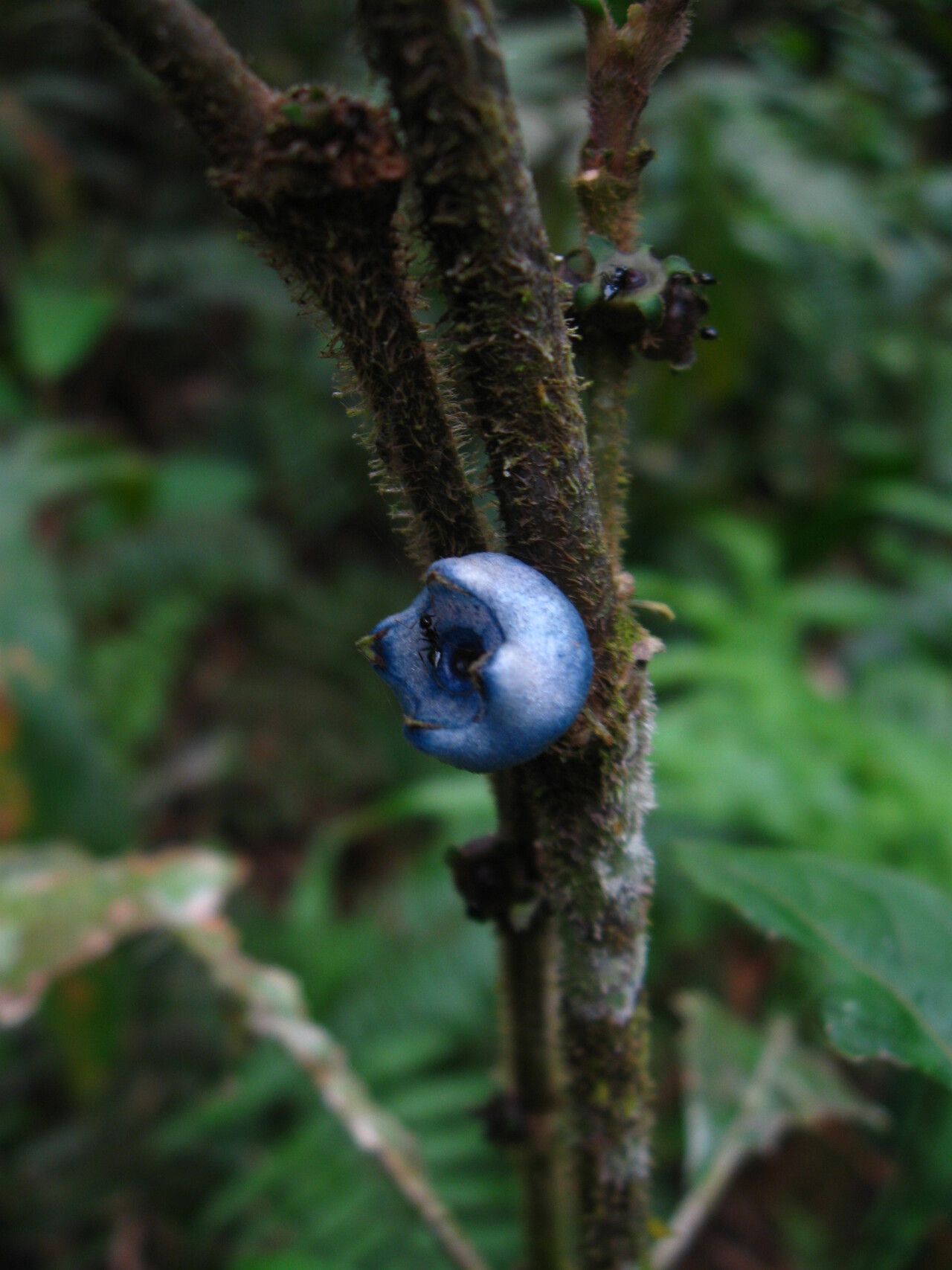 Lasianthus batangensis — related species from the same genus