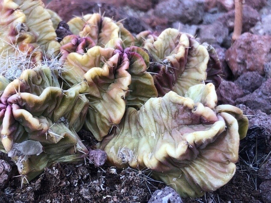 Echinocereus viereckii leaf