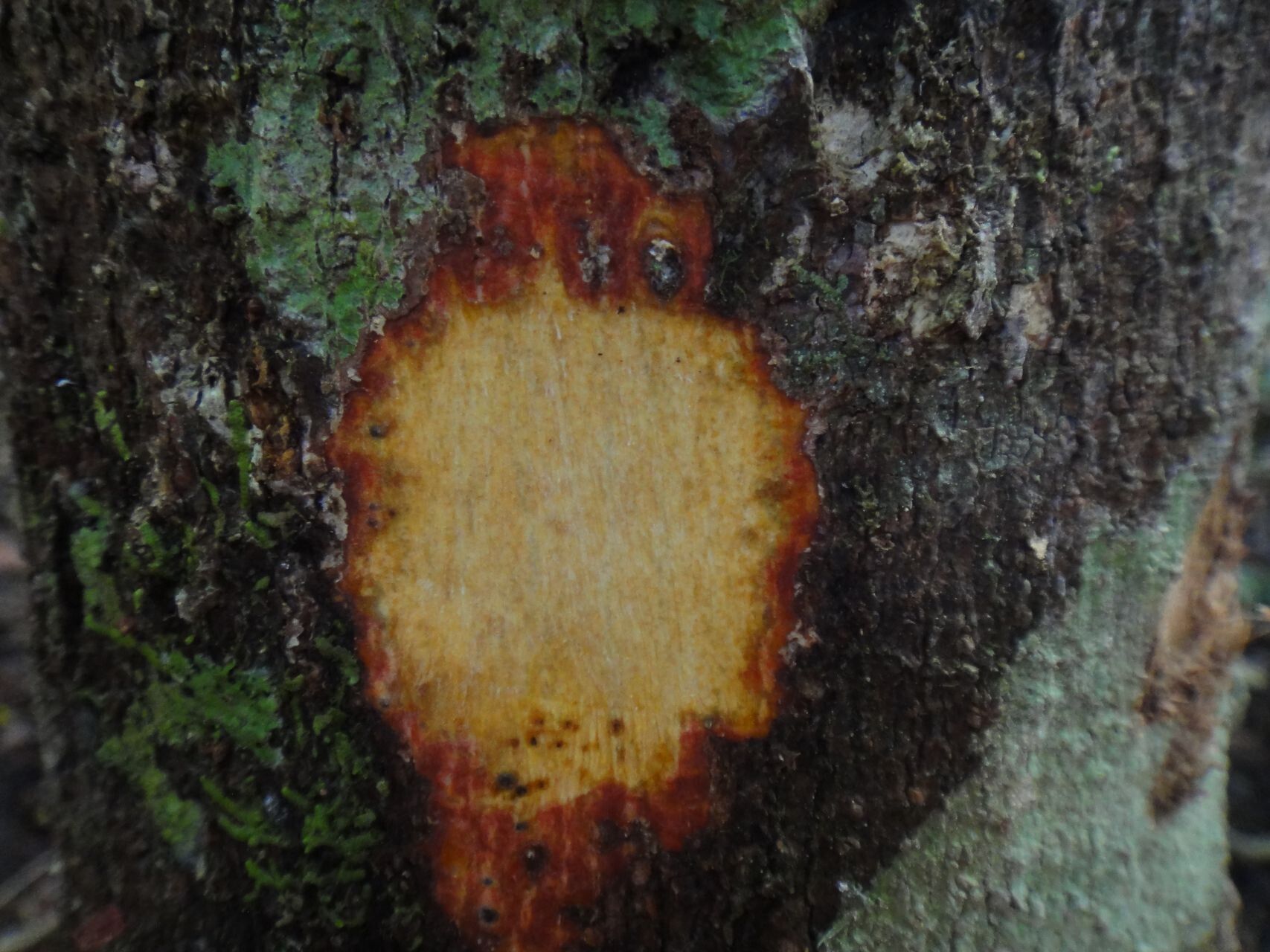 Geijera balansae bark