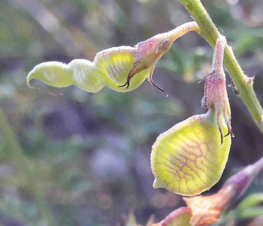 Hedysarum boveanum fruit