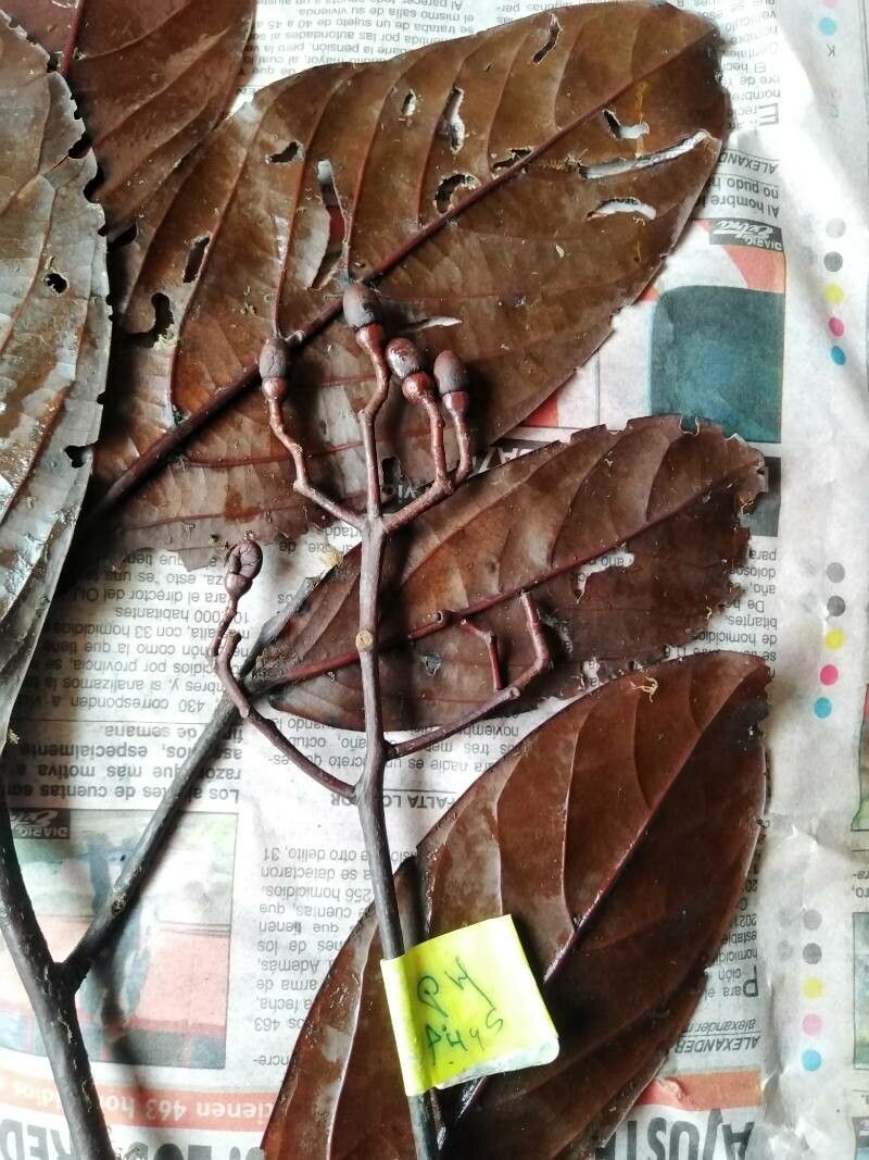 Ocotea endresiana — houseplant care guide