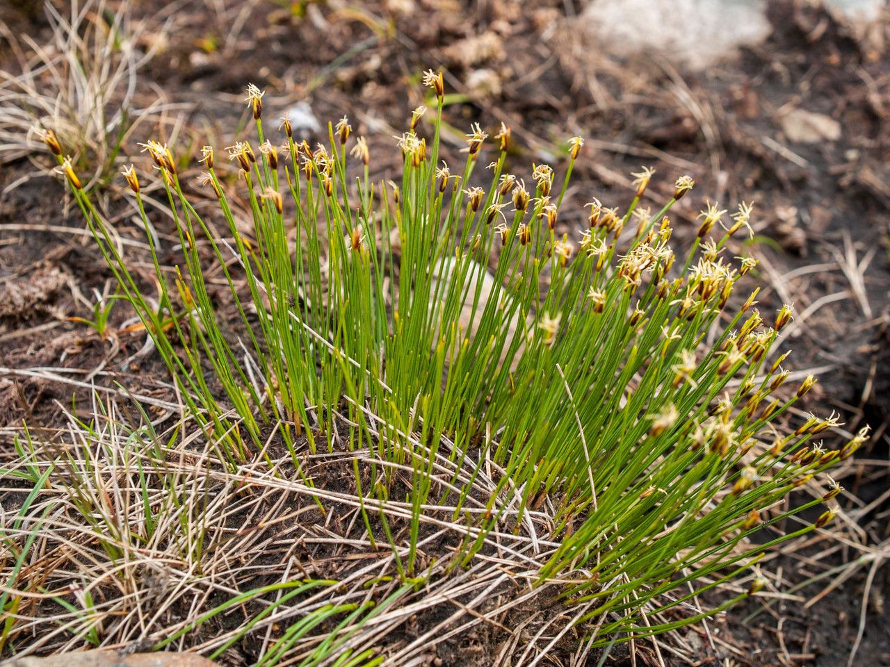 Trichophorum cespitosum flower