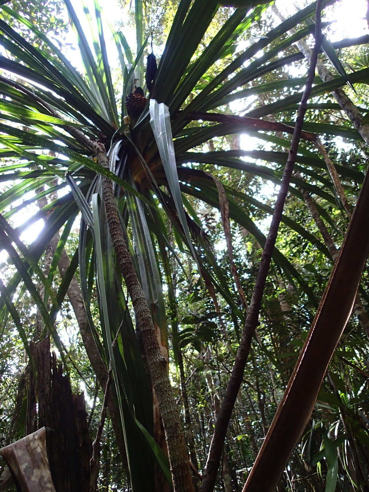 Pandanus pancheri — houseplant care guide