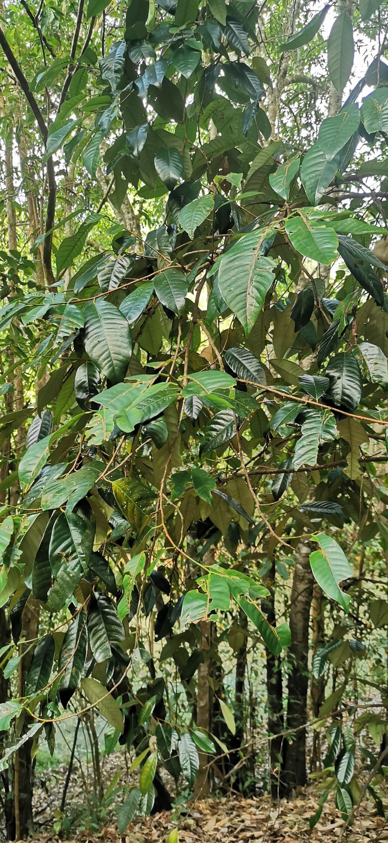 Myristica insipida — related species from the same genus