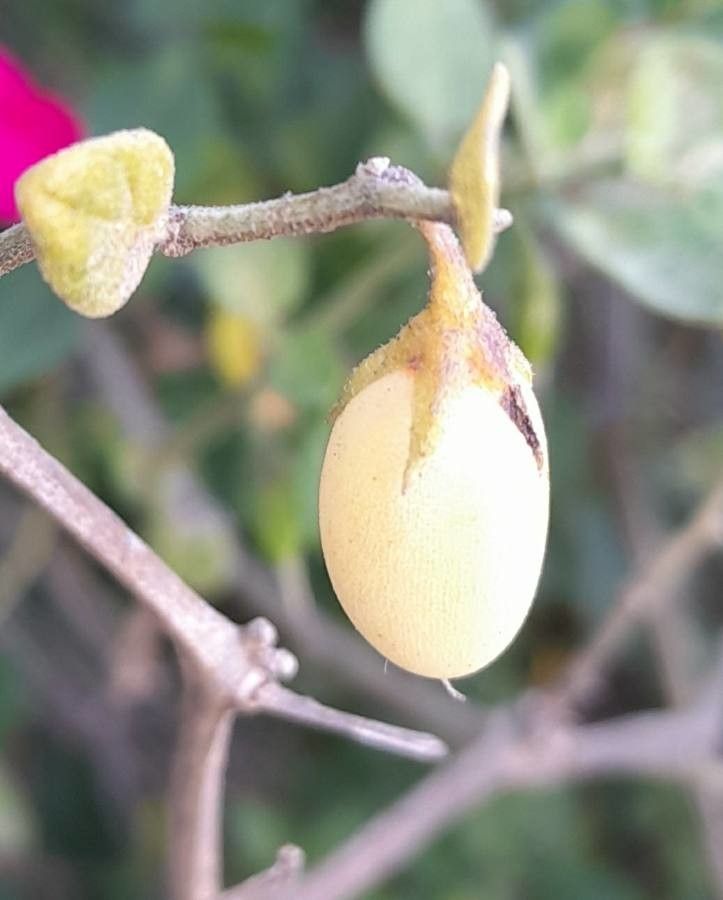 Salpichroa origanifolia fruit