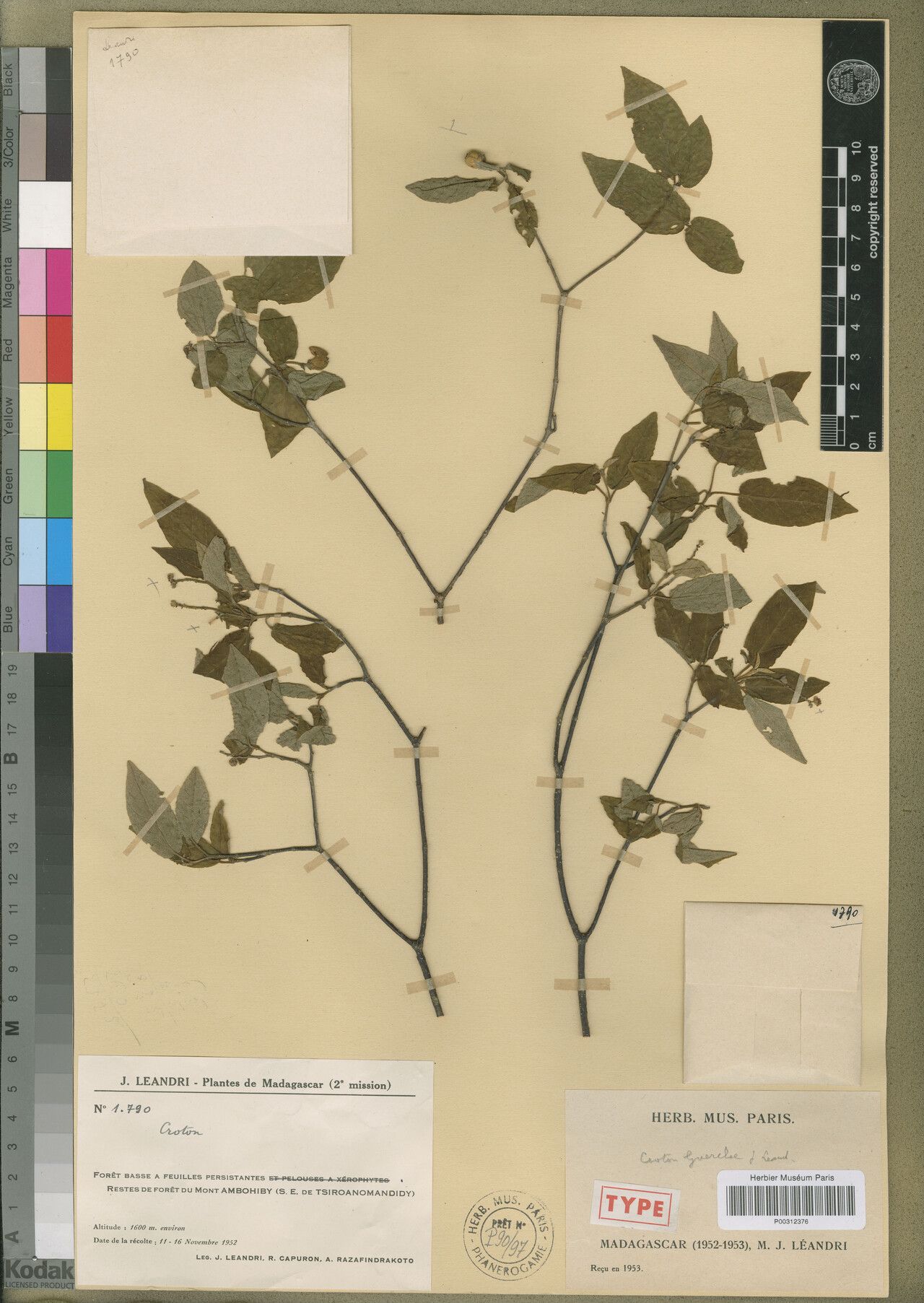 Croton guerelae — houseplant care guide