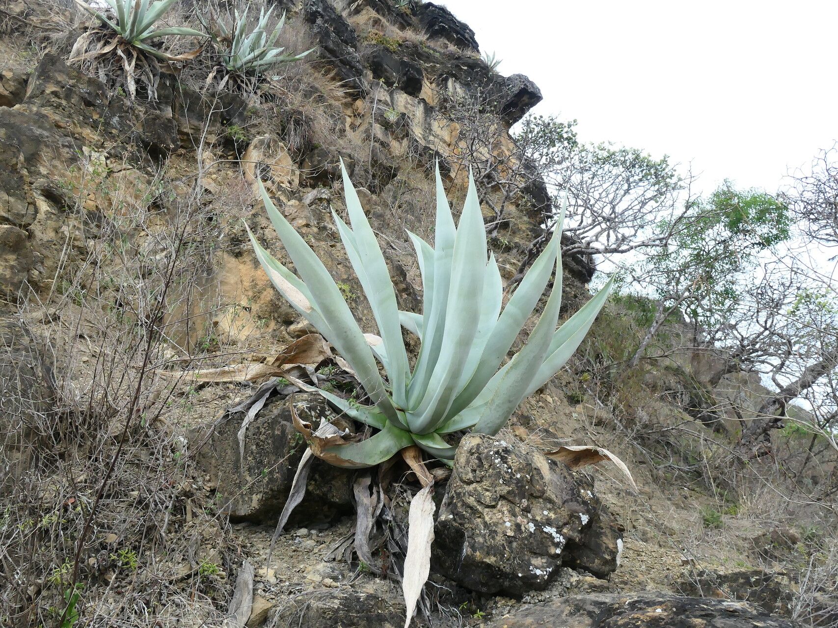 Agave cocui habit