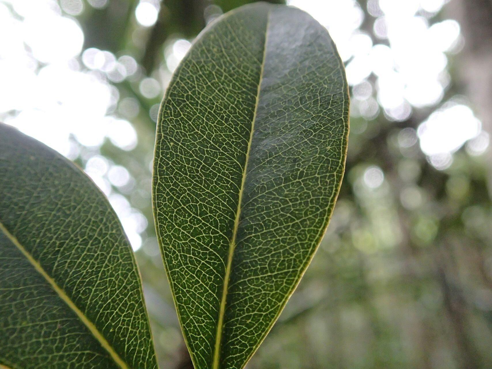 Syzygium frutescens leaf