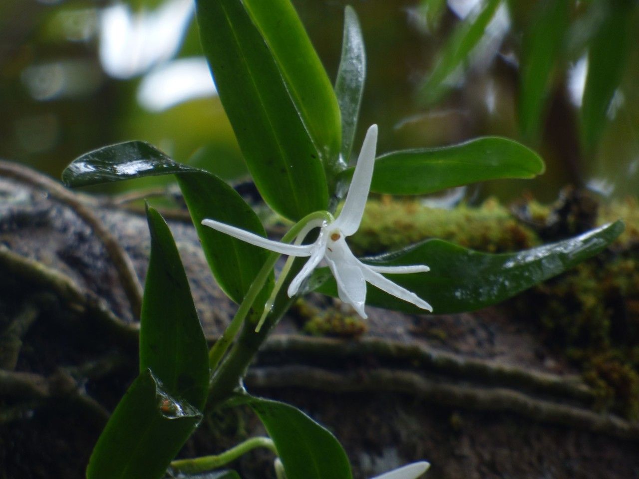 Jumellea rossii flower