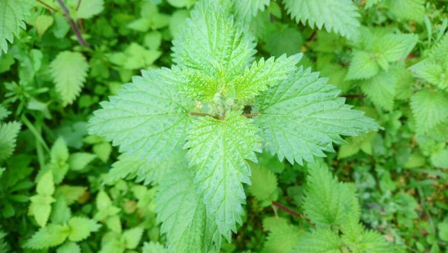 Urtica pilulifera leaf
