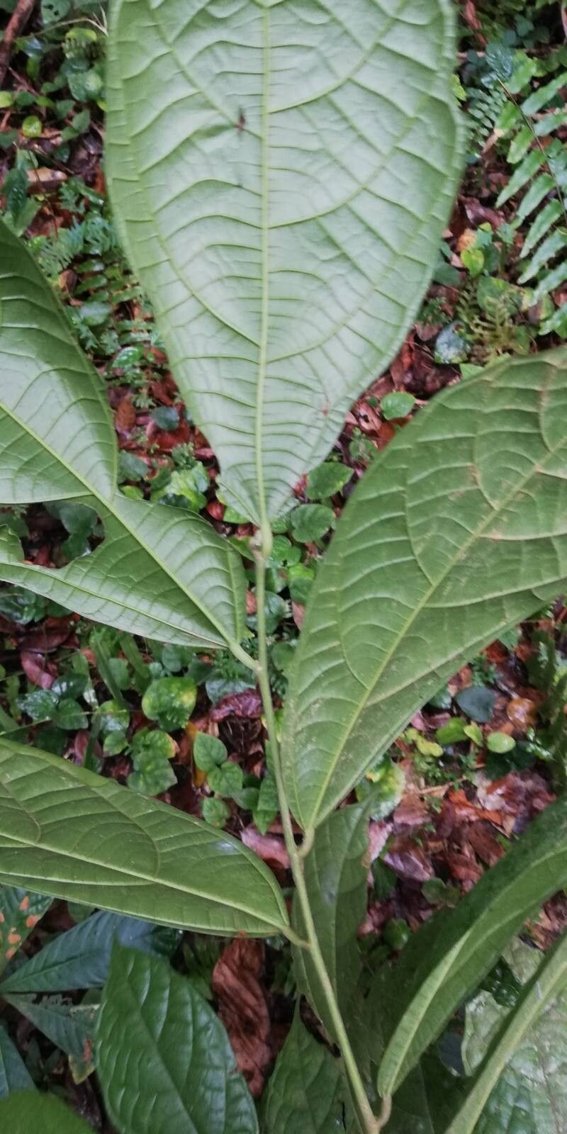 Grewia barteri — houseplant care guide