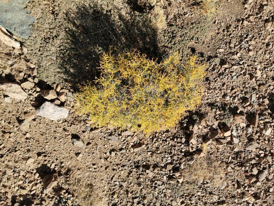 Bupleurum spinosum — search result for 'Bupleurum'