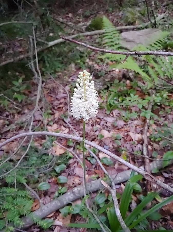 Amianthium muscitoxicum flower