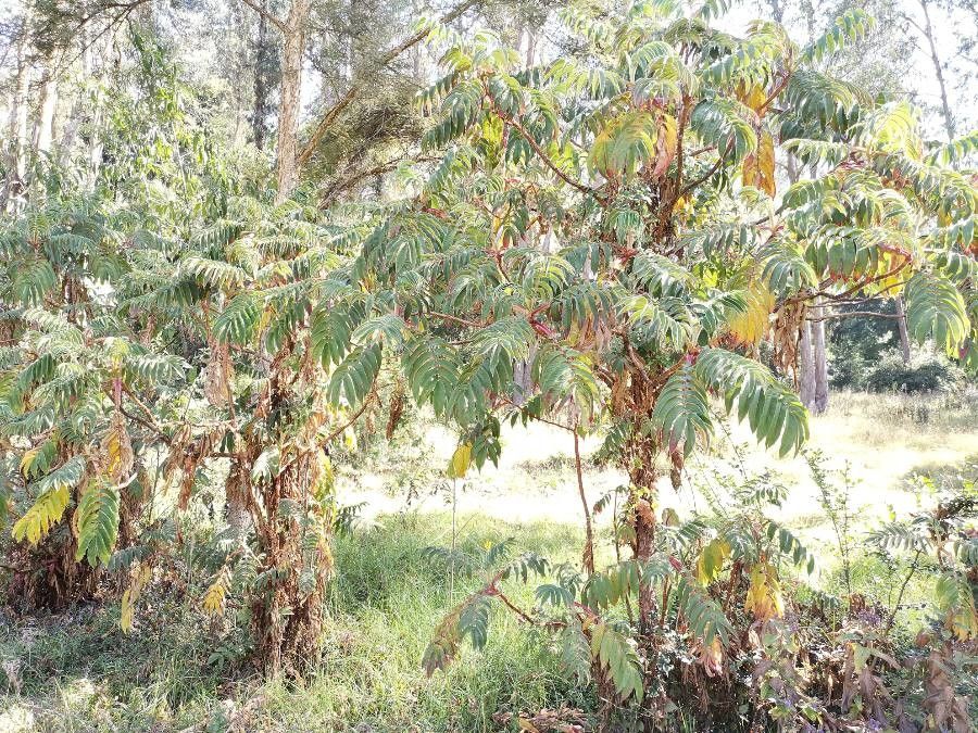 Hagenia abyssinica habit