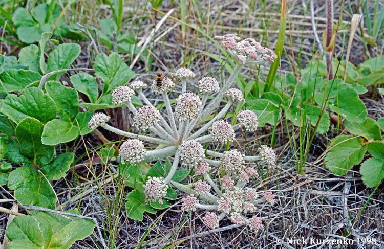 Glehnia littoralis — houseplant care guide