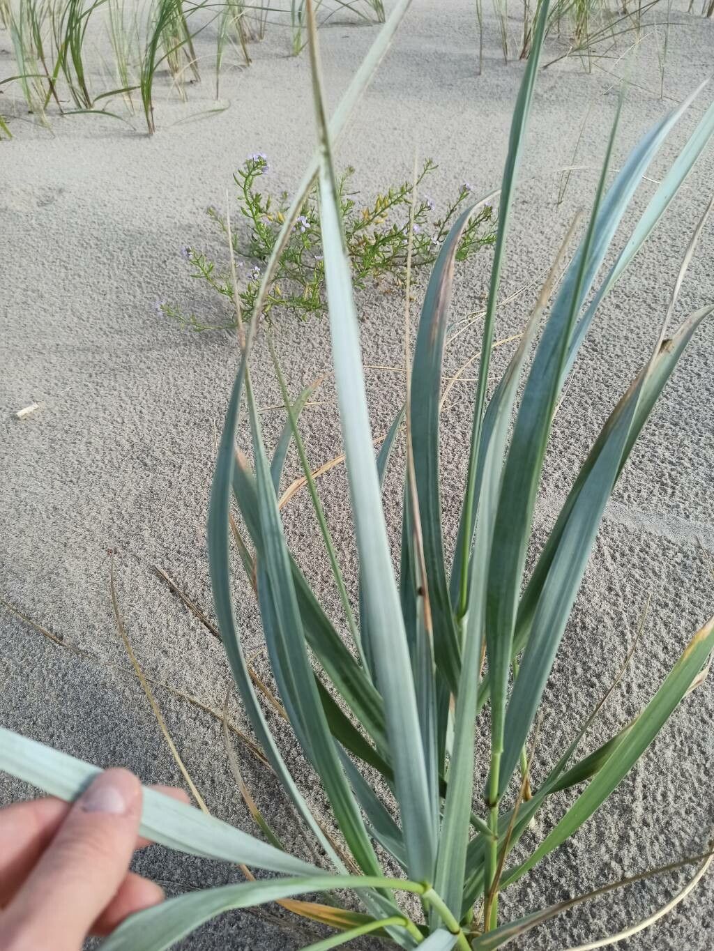 Leymus racemosus — search result for 'Mongolia'