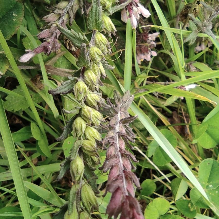 Odontites vernus fruit