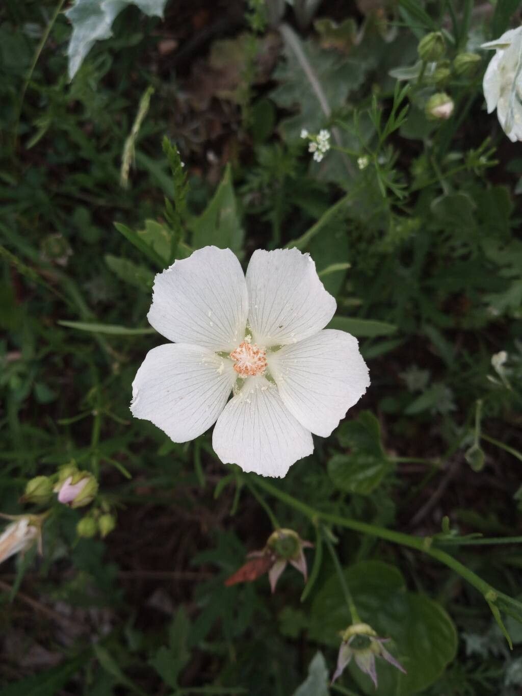 Callirhoe alcaeoides flower