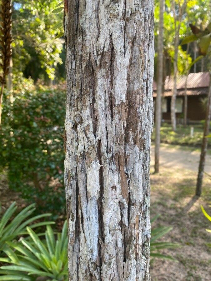 Zeyheria tuberculosa bark