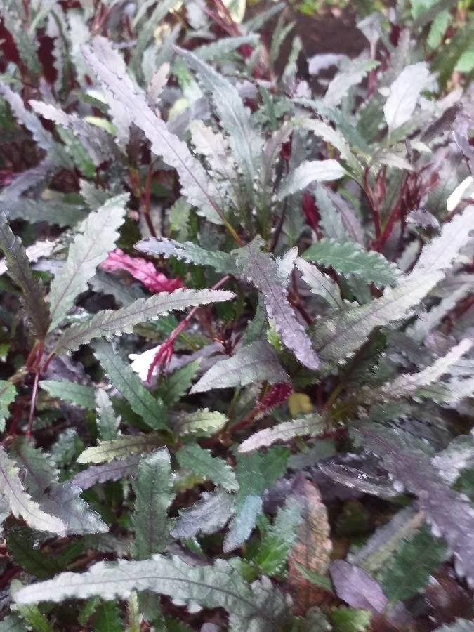 Hemigraphis repanda leaf