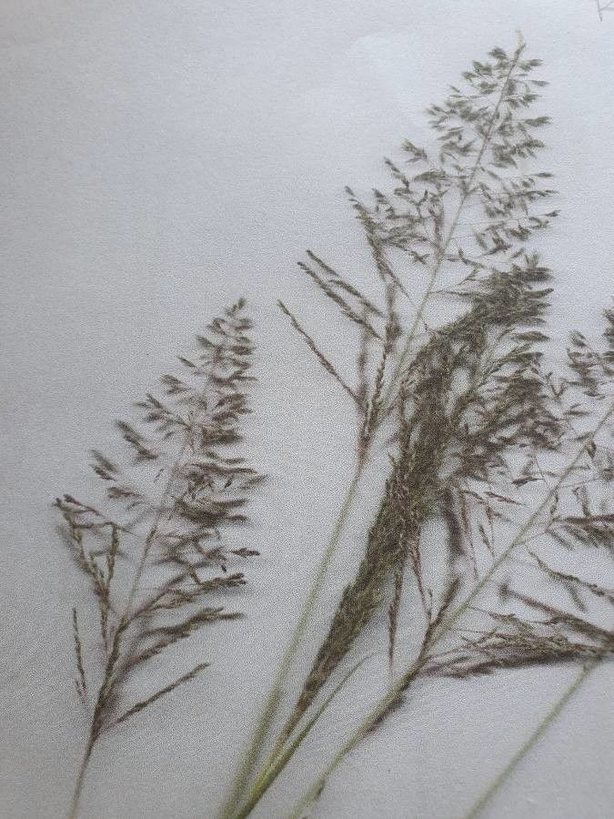 Eragrostis tenuifolia flower