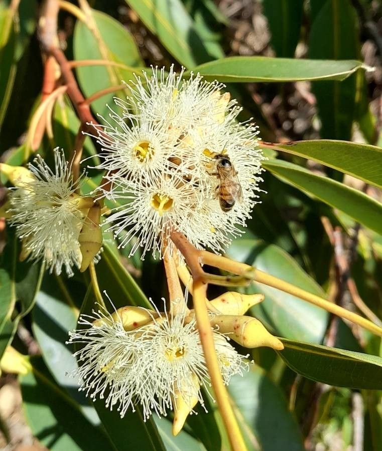Eucalyptus robusta flower
