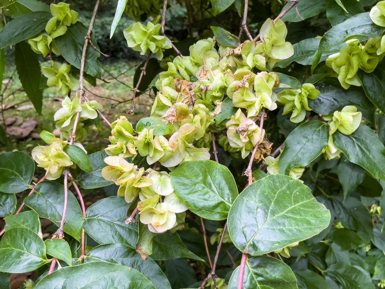 Dipelta floribunda flower