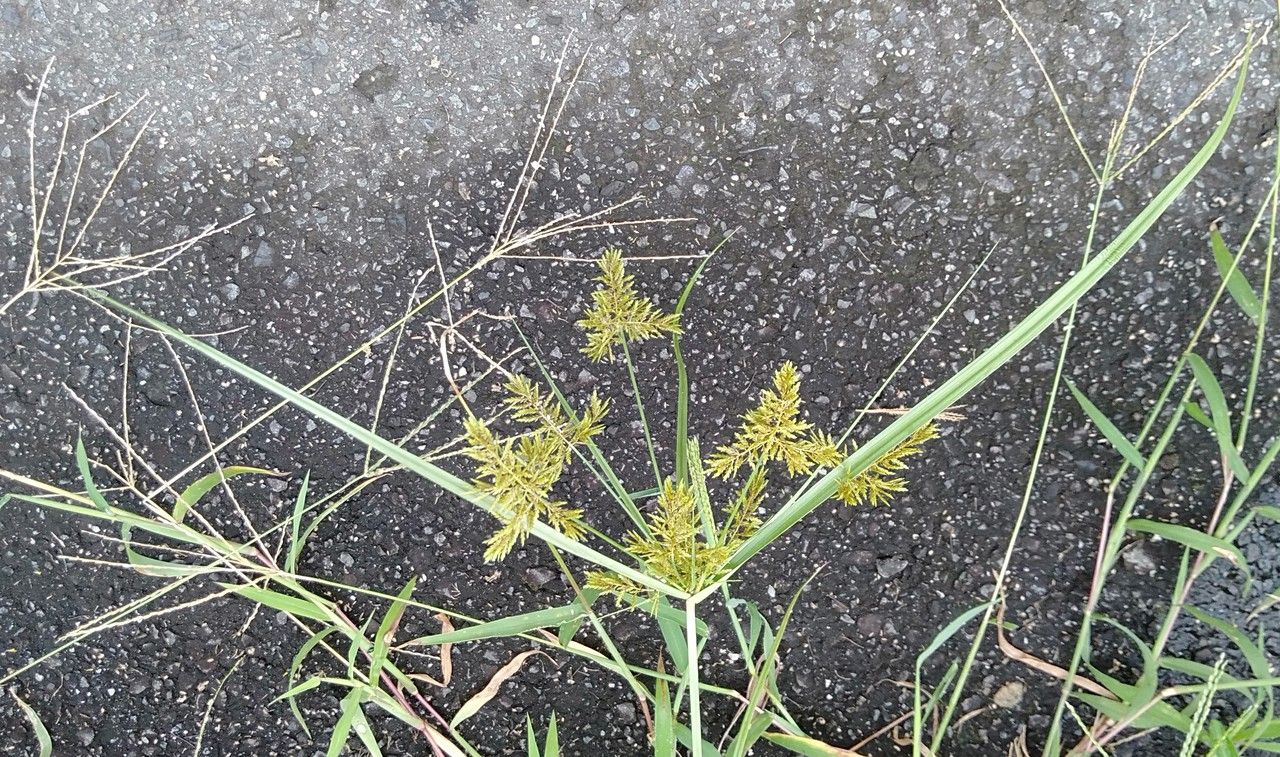 Cyperus microiria habit