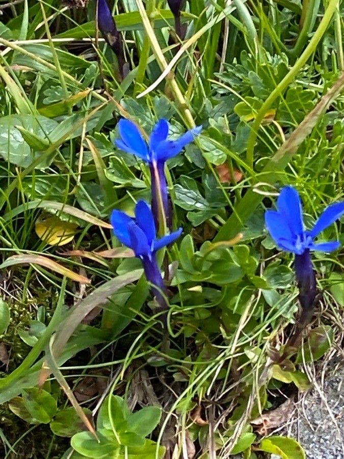 Gentiana bavarica flower