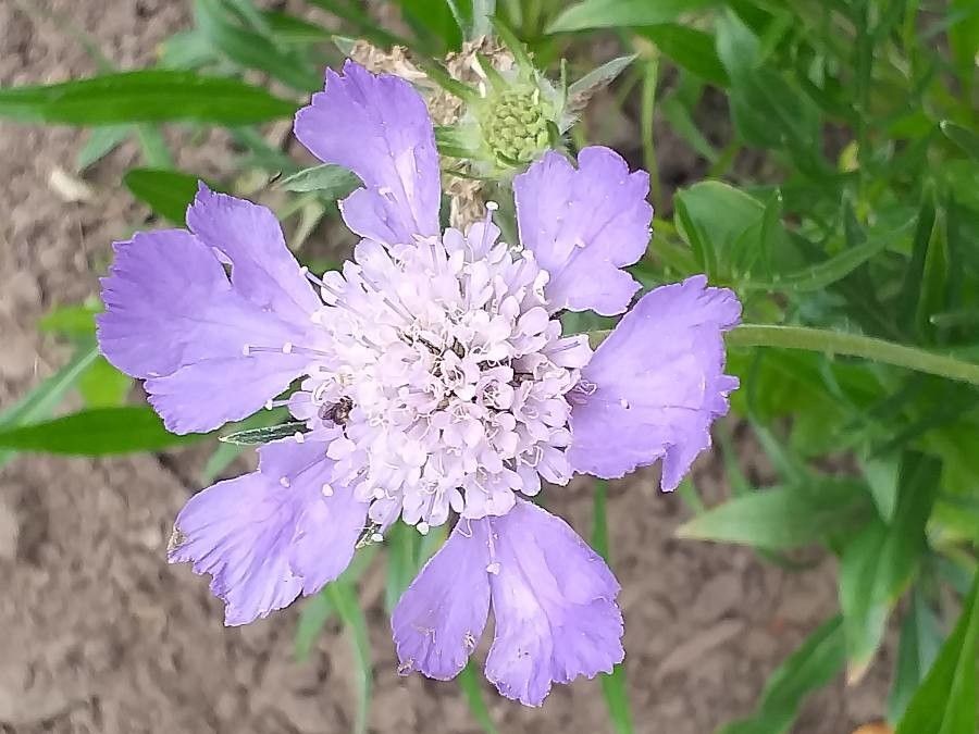 Lomelosia caucasica flower
