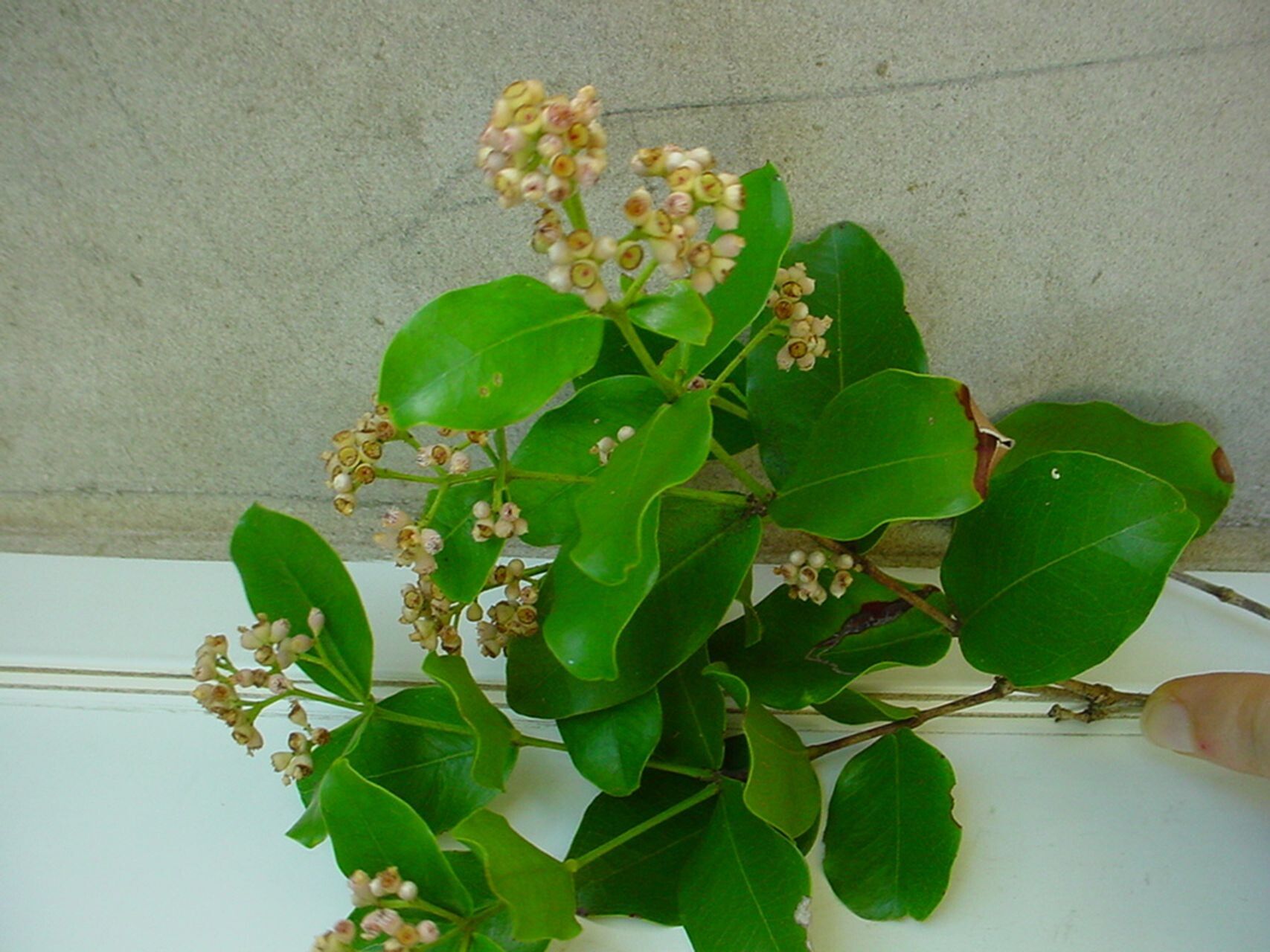 Syzygium neoeugenioides flower