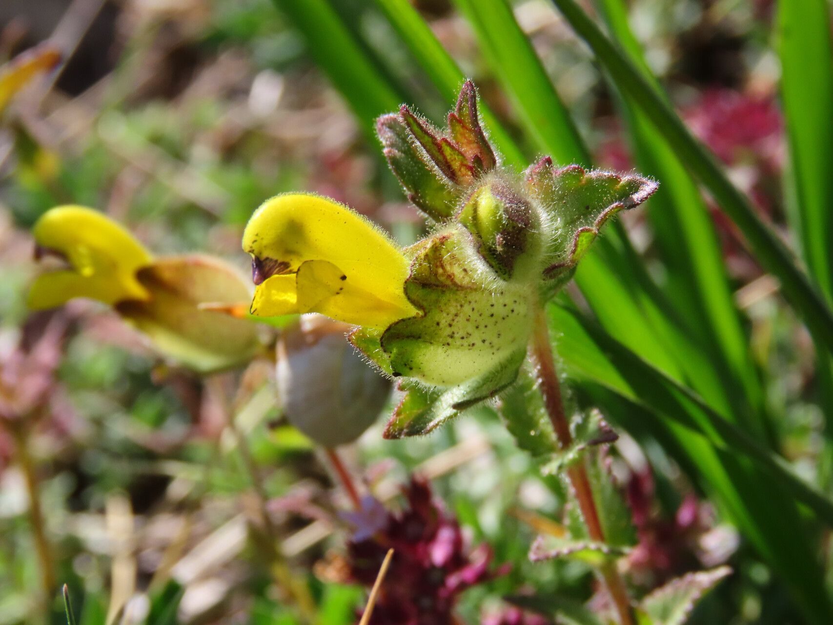 Rhinanthus wettsteinii flower