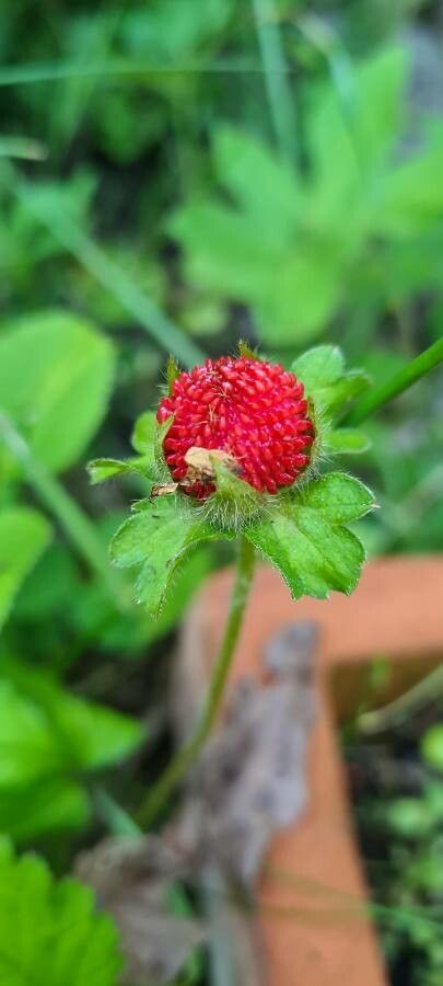Potentilla sterilis fruit