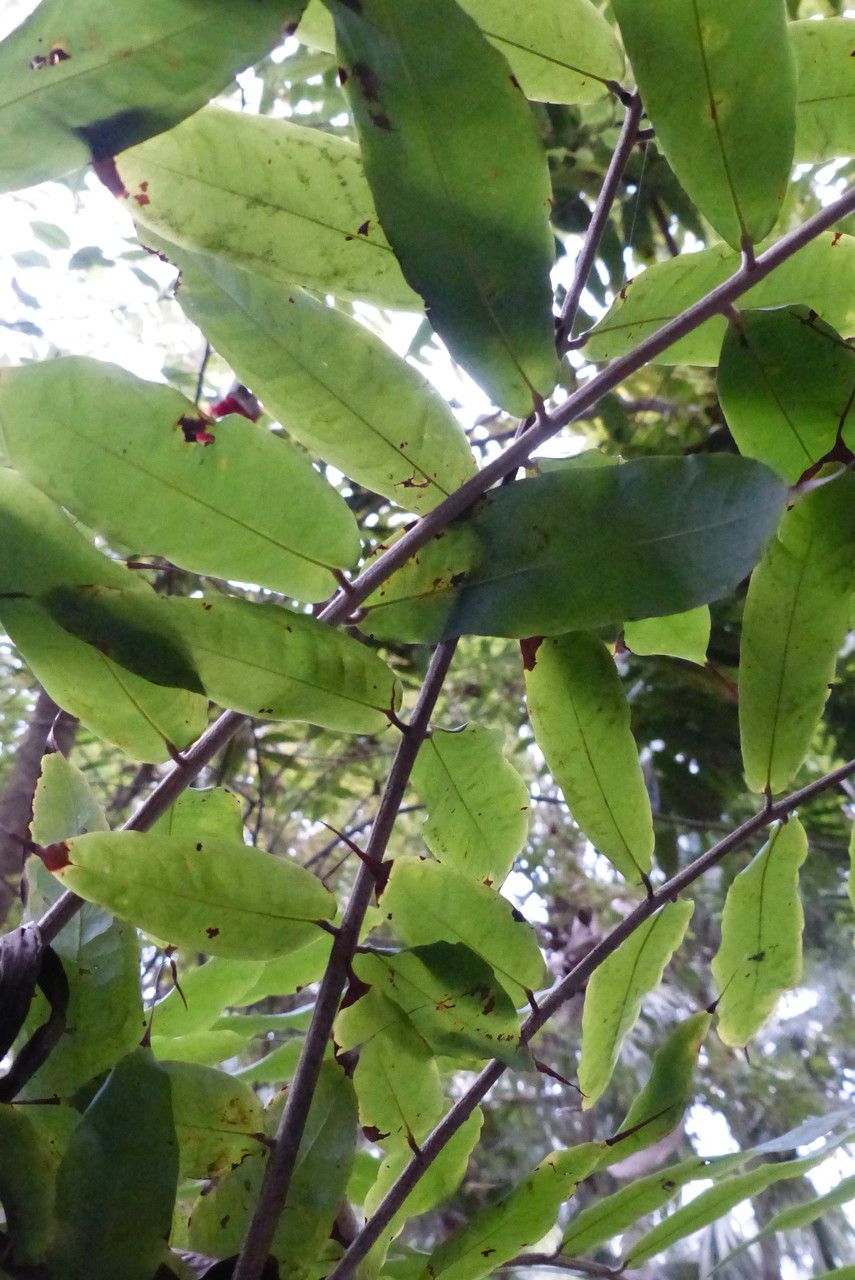Brownea grandiceps leaf