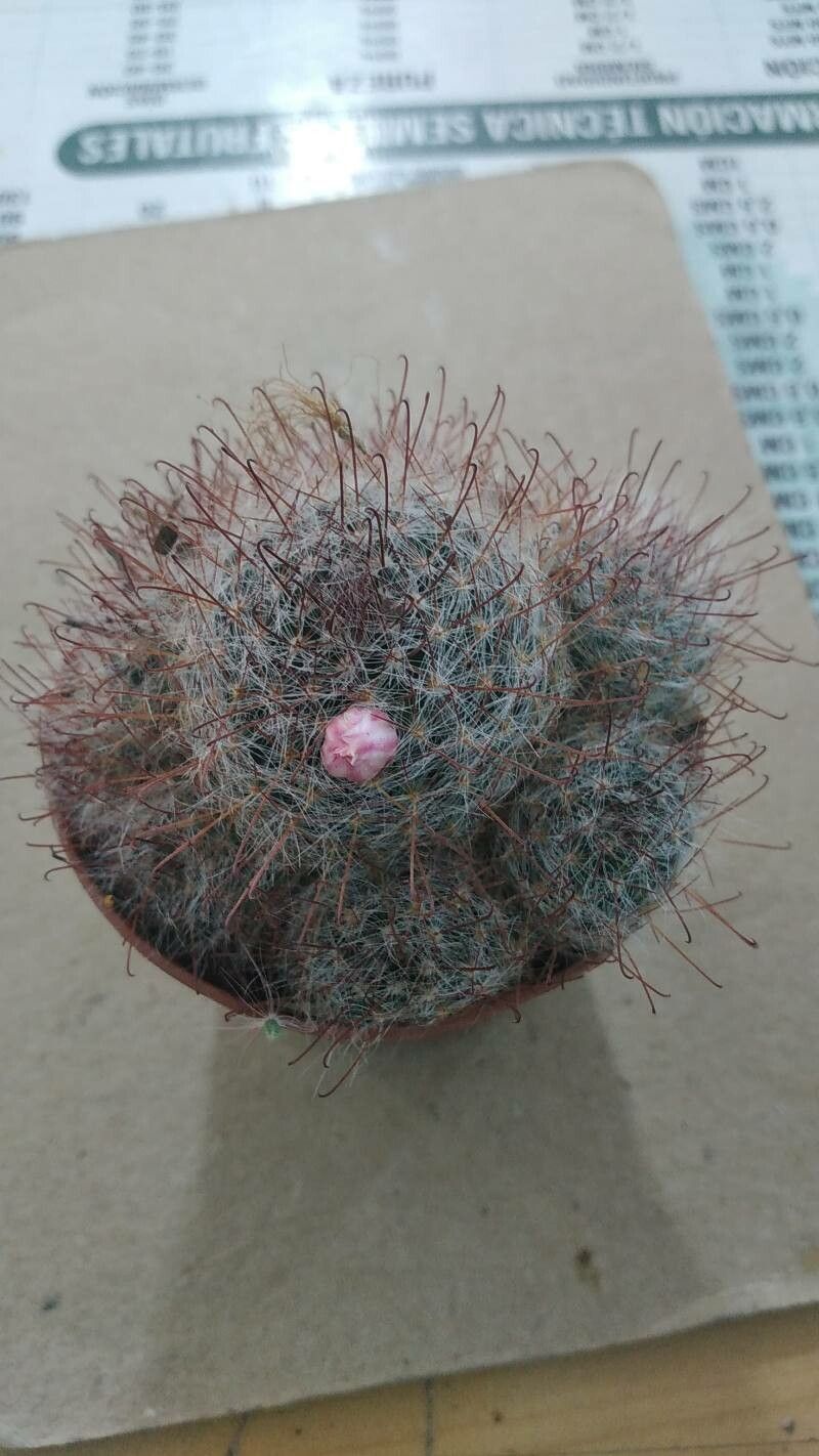 Mammillaria longiflora — houseplant care guide
