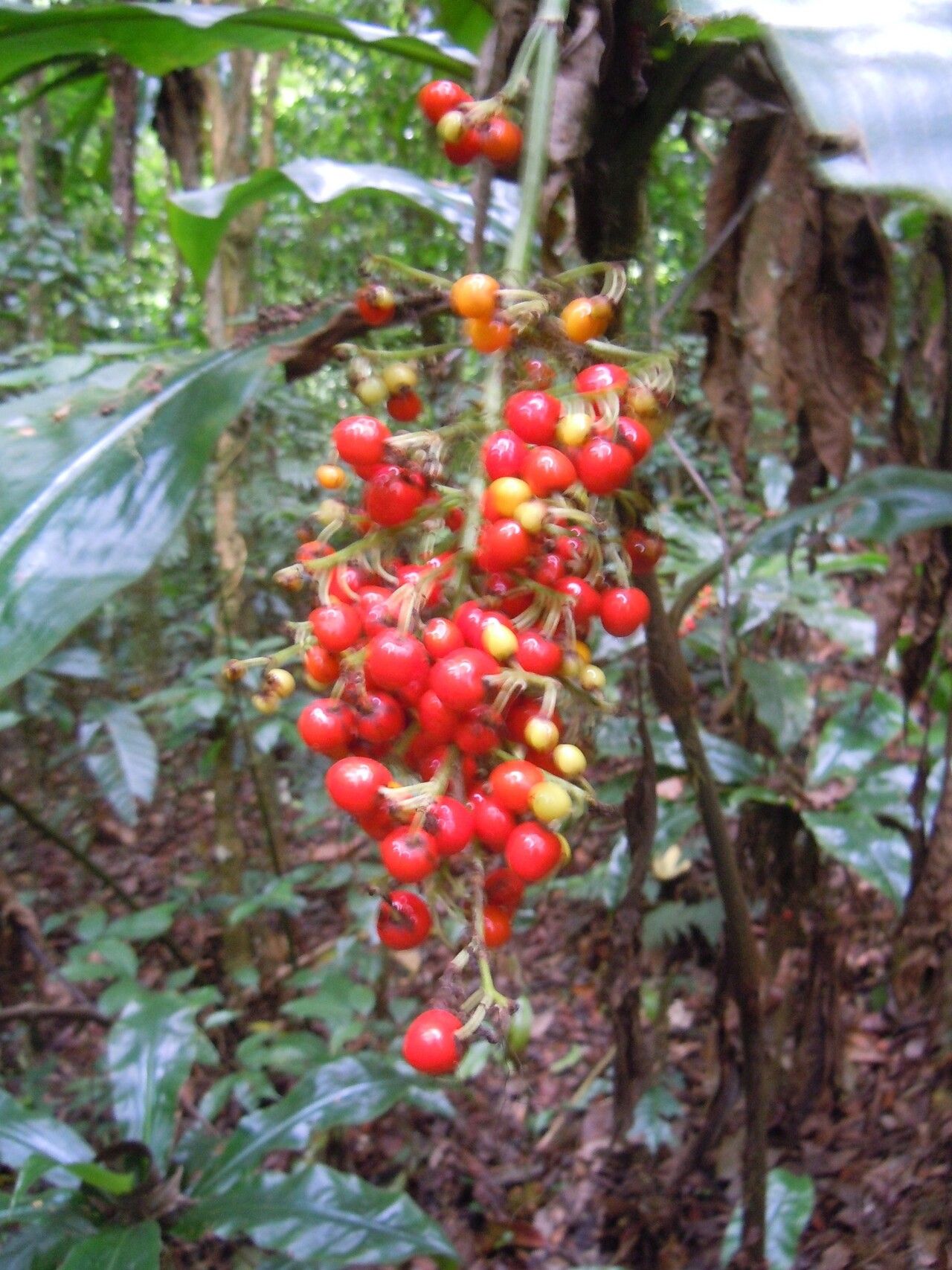 Palisota pedicellata — houseplant care guide