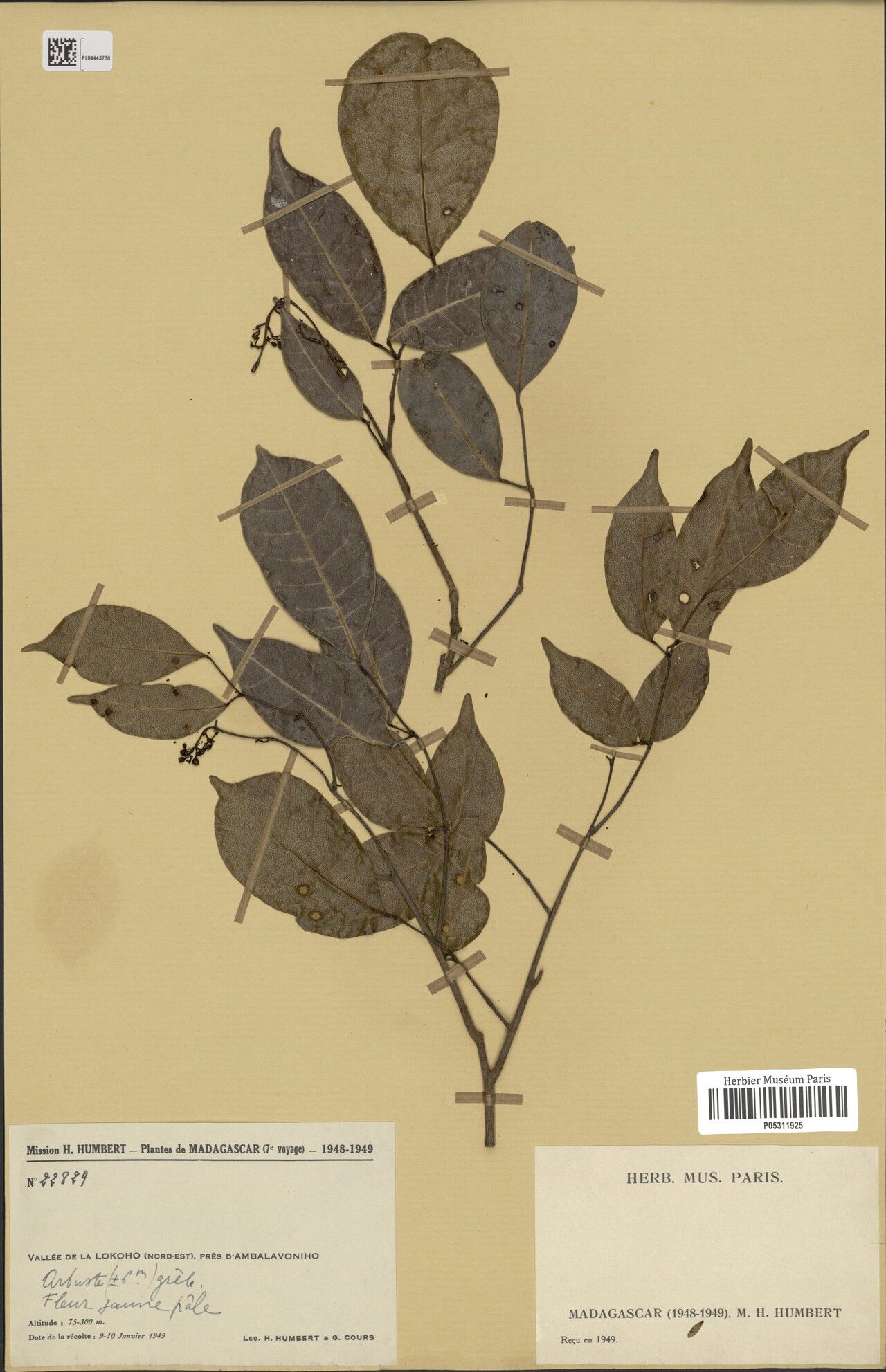 Canarium pallidum — search result for 'Canarium'