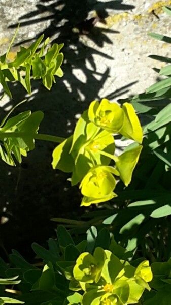 Euphorbia bivonae flower