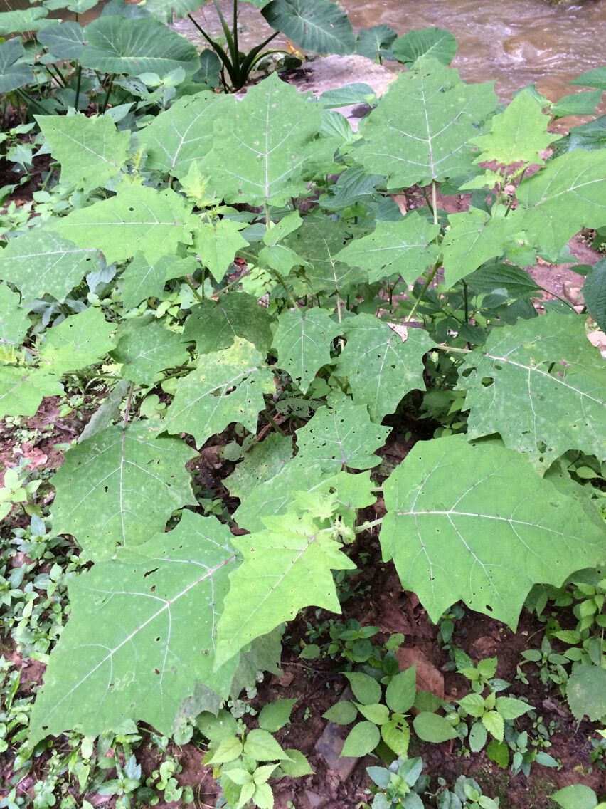 Solanum myriacanthum — houseplant care guide