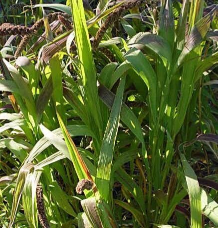 Setaria italica habit
