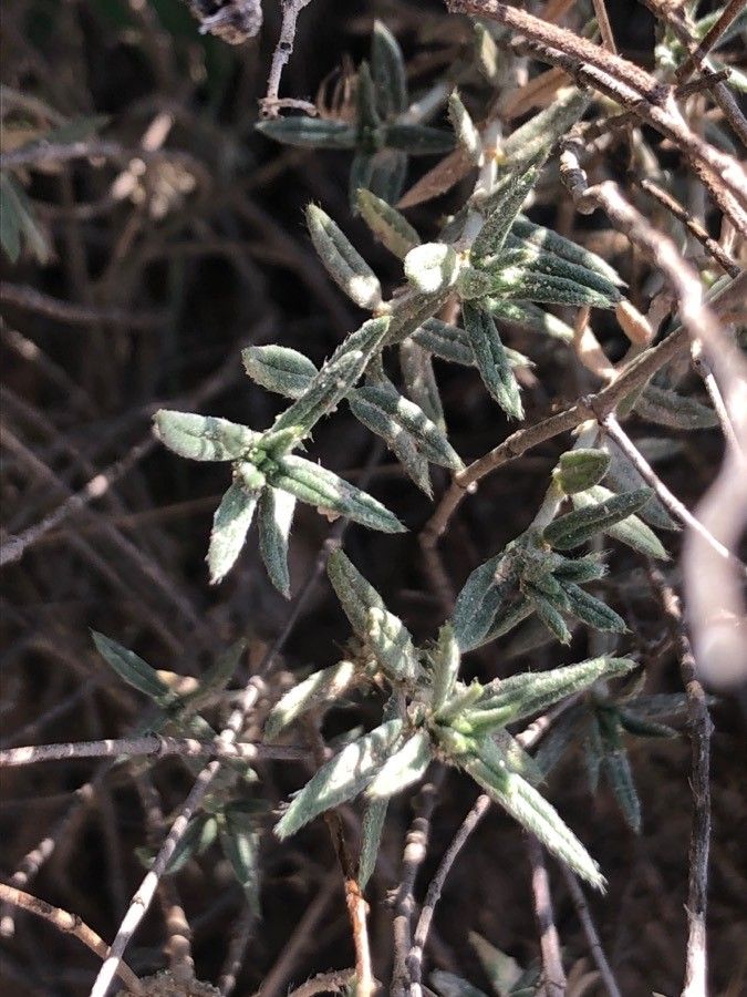 Helianthemum arenicola — related species from the same genus