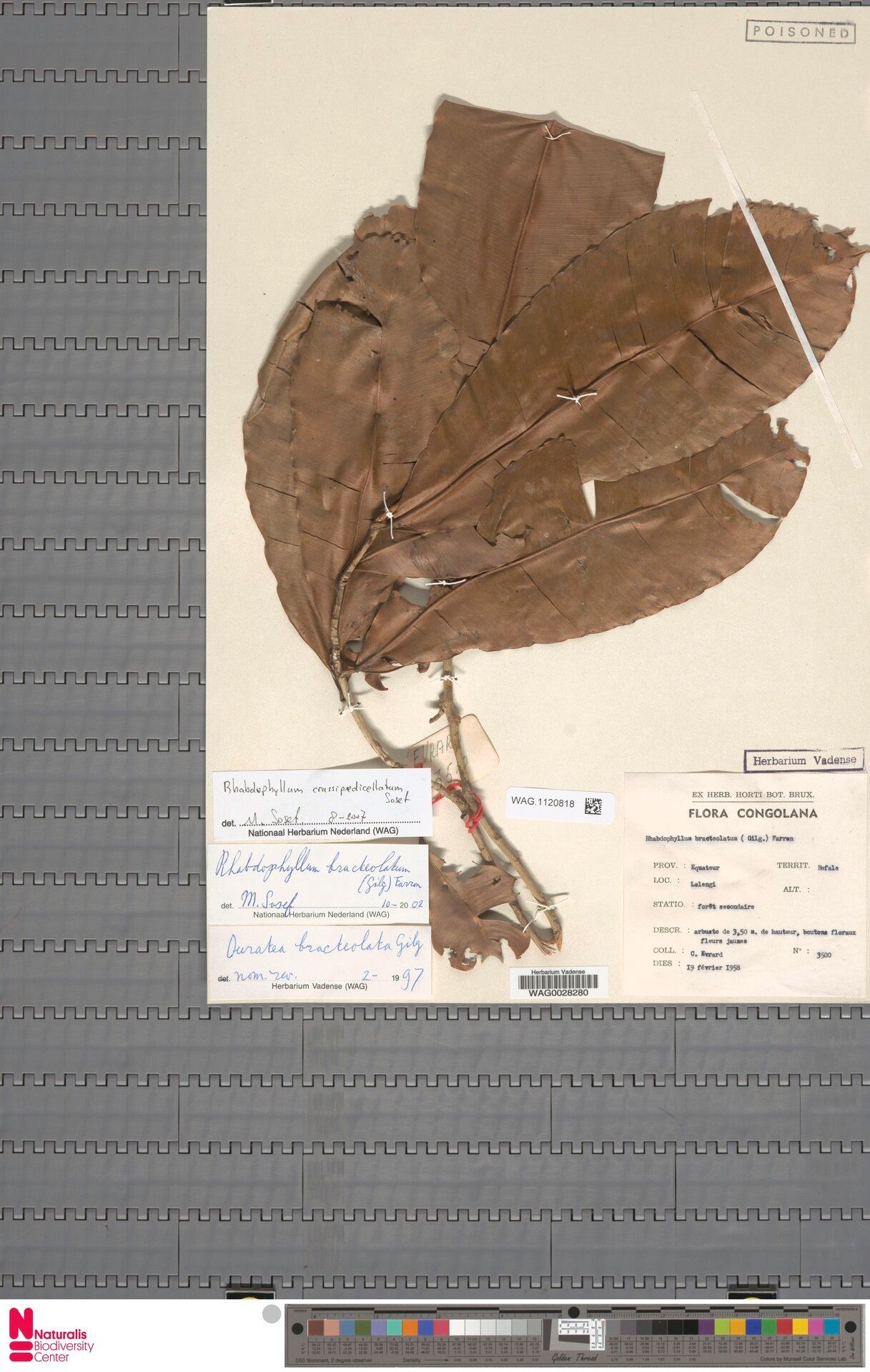 Rhabdophyllum crassipedicellatum — related species from the same genus