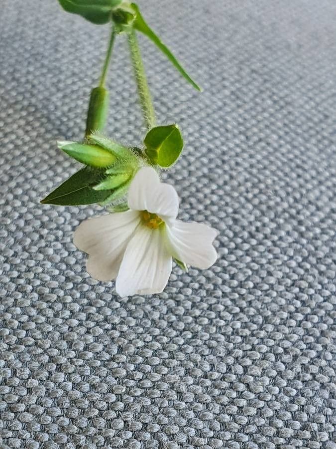 Galium kenyanum flower