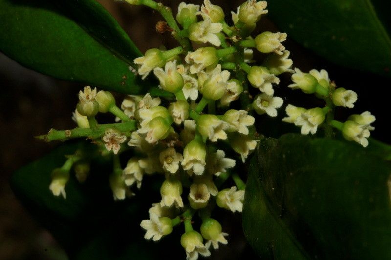 Balgoya pacifica flower