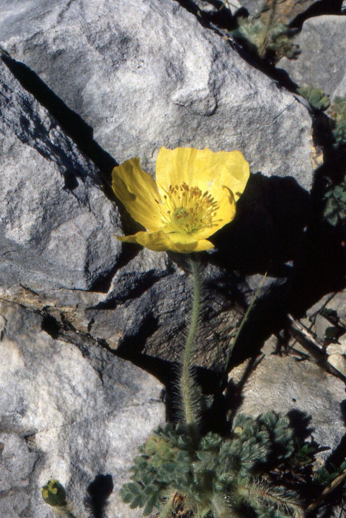 Papaver rhaeticum habit